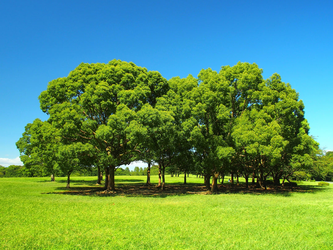 Camphor Tree