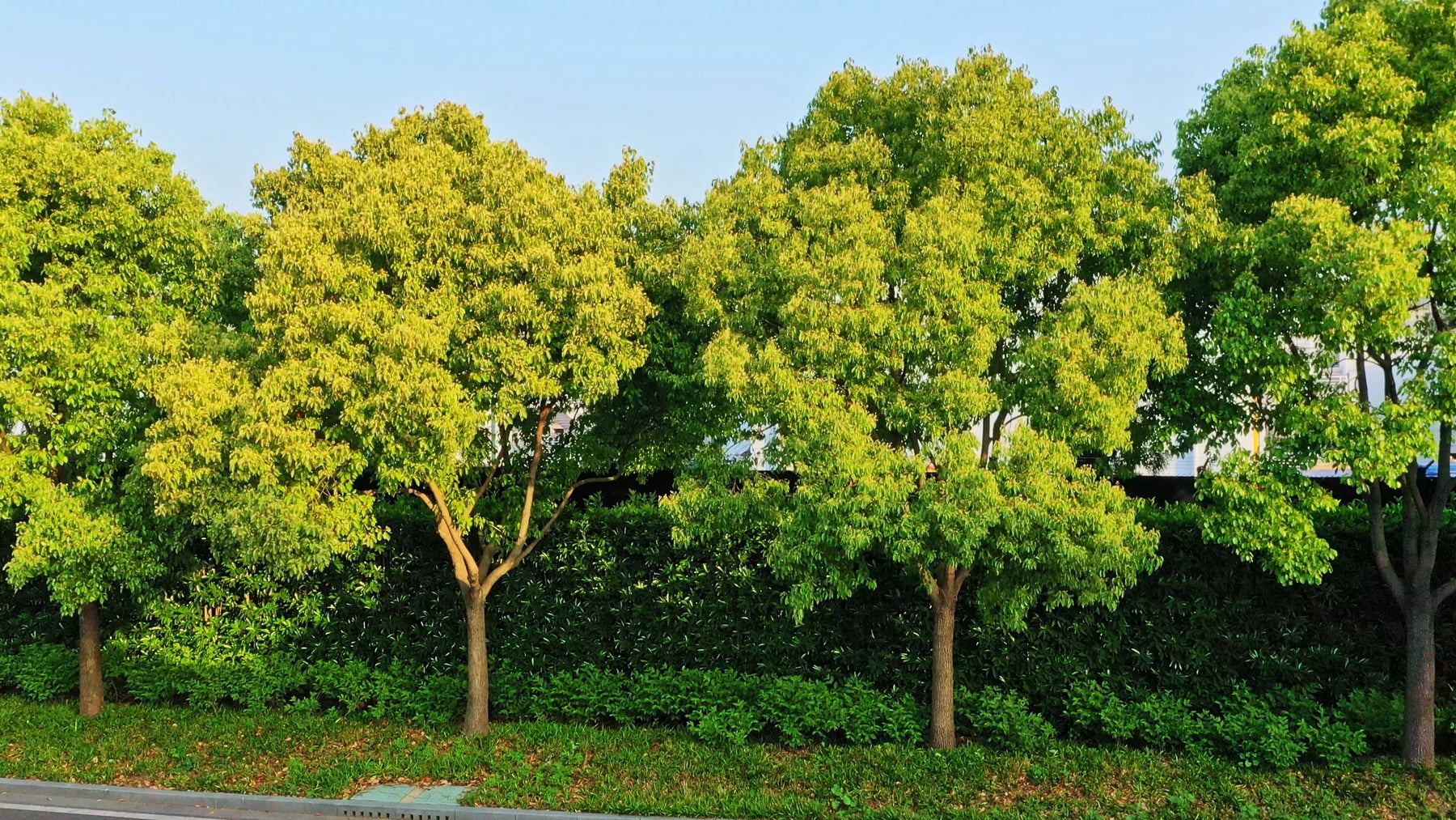camper tree Cinnamomum camphora (Camphor Tree)