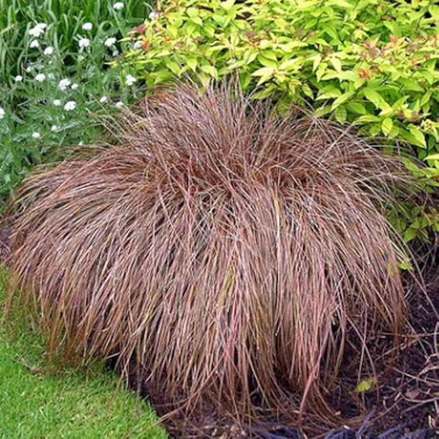 Carex flagellifera (Weeping Brown Sedge) - 5 Gallon