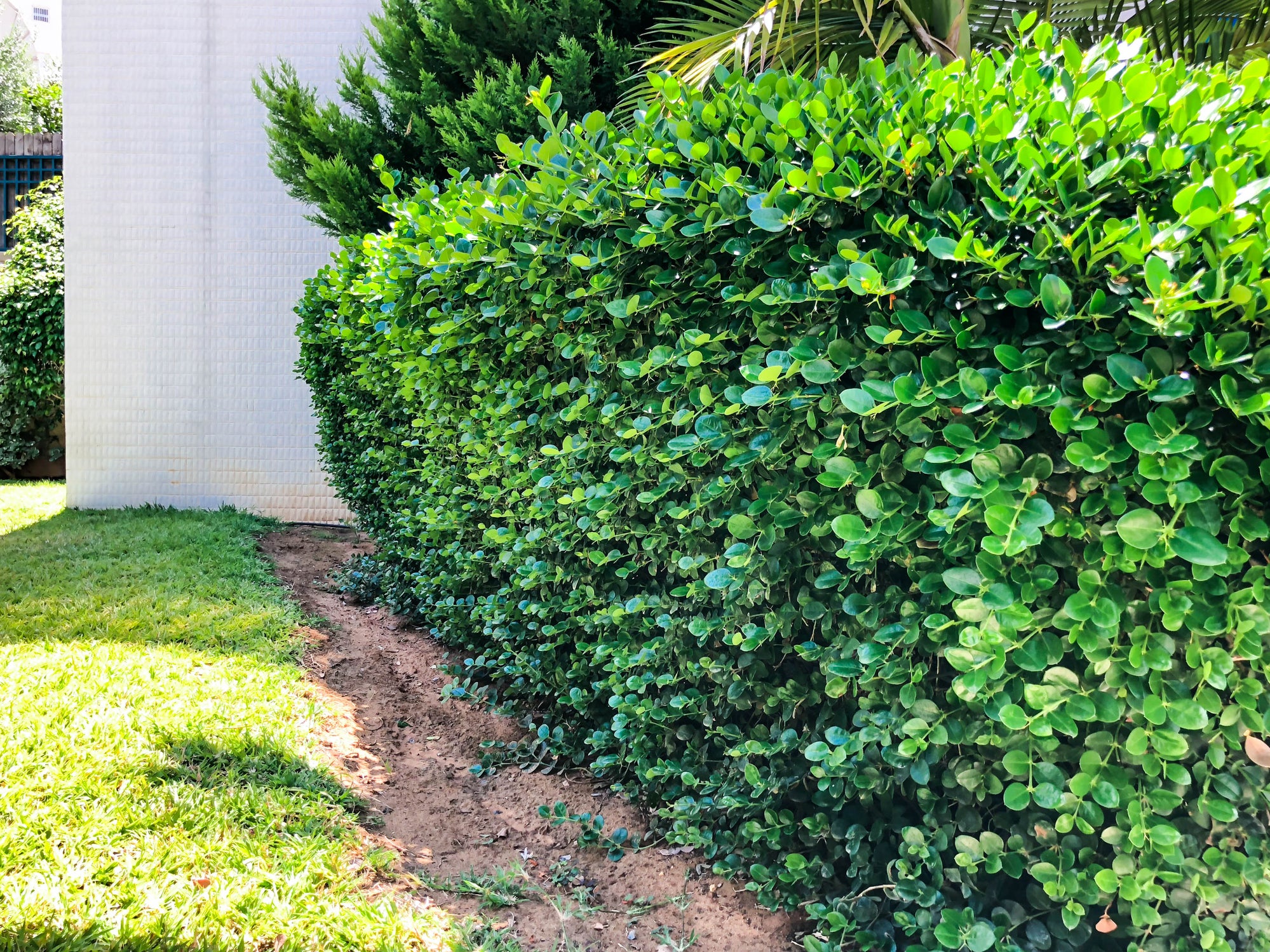 PlantClearance Natal Plum - Thumbnail 4