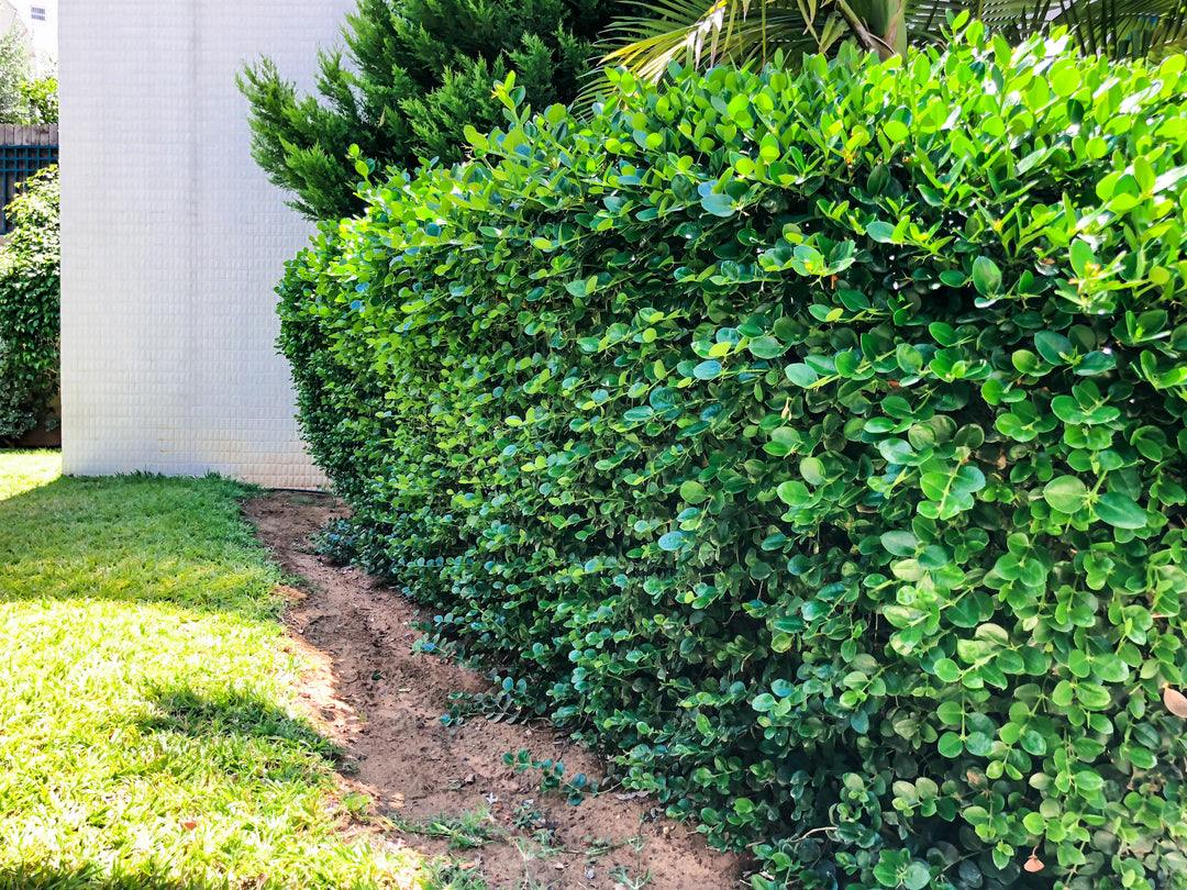 natal lavender tree Shop Carissa macrocarpa Natal Plum