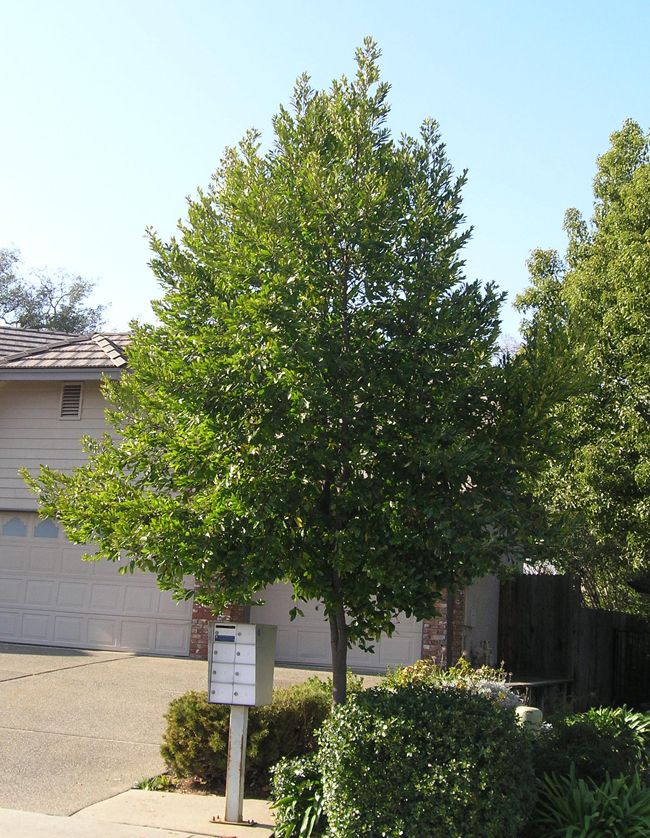 Carolina Cherry Laurel Tree - 15 Gallon Standard