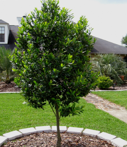 Carolina Cherry Laurel Tree - 15 Gallon Standard