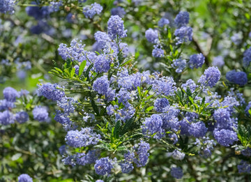 Ceanothus Concha California Lilac Plant