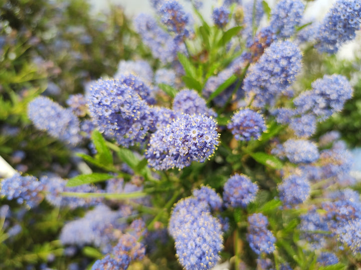 Ceanothus Concha California Lilac