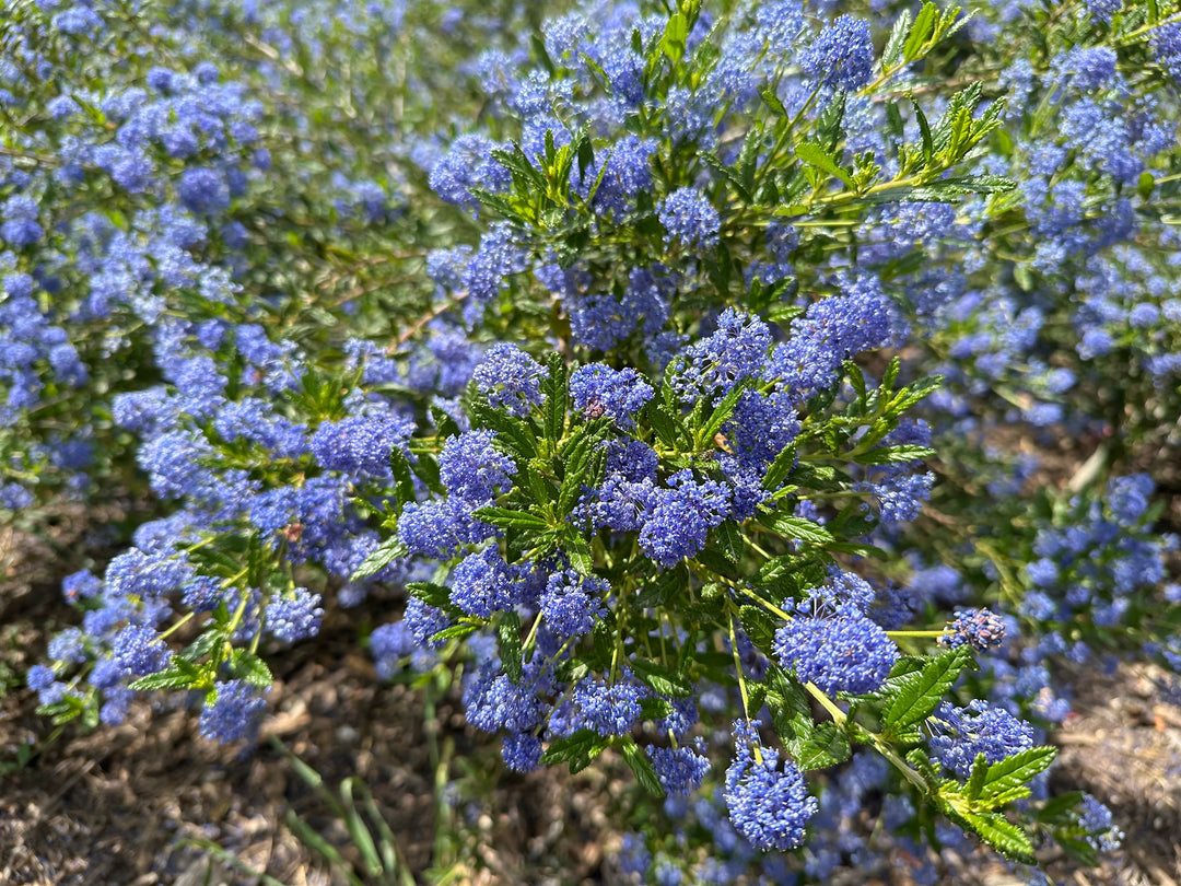 Ceanothus Concha California Lilac