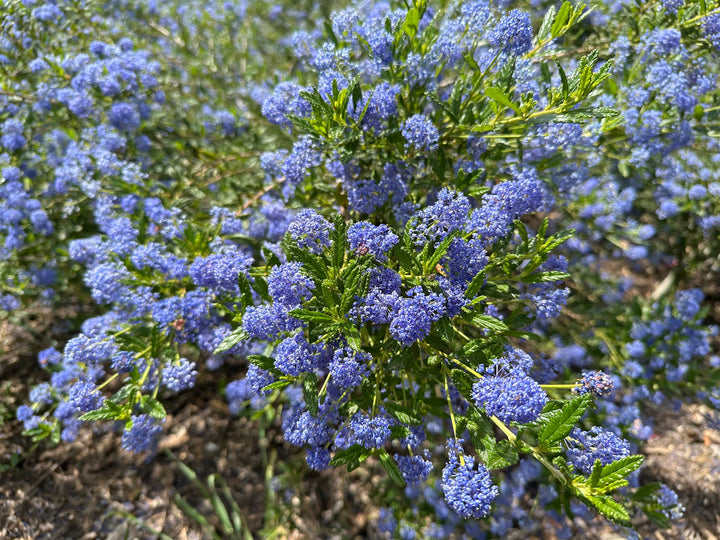 Ceanothus Concha California Lilac