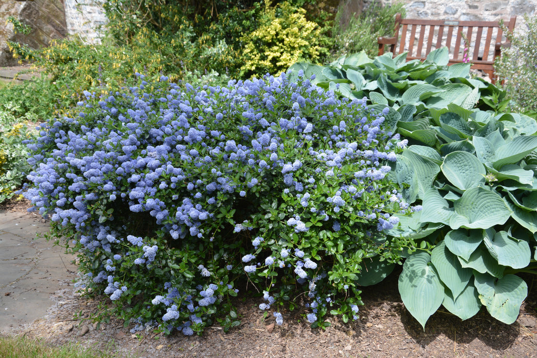 Ceanothus Concha California Lilac