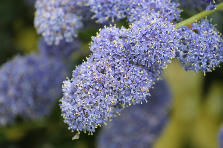 Ceanothus Concha California Lilac