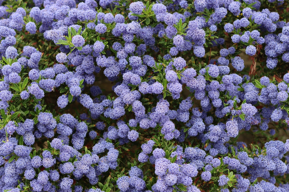 Ceanothus Concha California Lilac