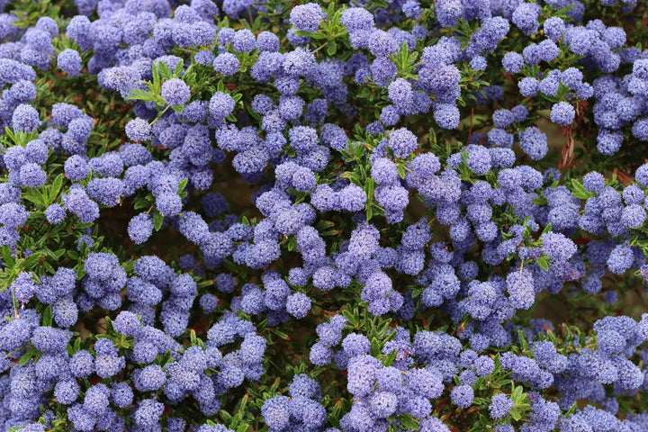 Ceanothus Concha California Lilac