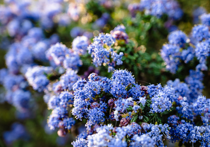 Ceanothus Joyce Coulter California Lilac