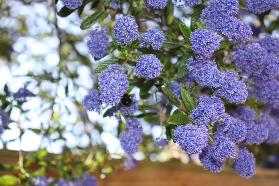 Ceanothus Joyce Coulter California Lilac