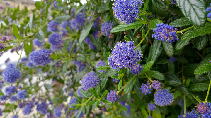 Ceanothus Joyce Coulter California Lilac