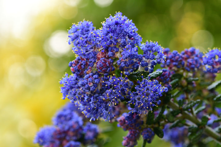 Ceanothus Joyce Coulter California Lilac