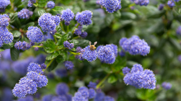 Ceanothus Joyce Coulter California Lilac