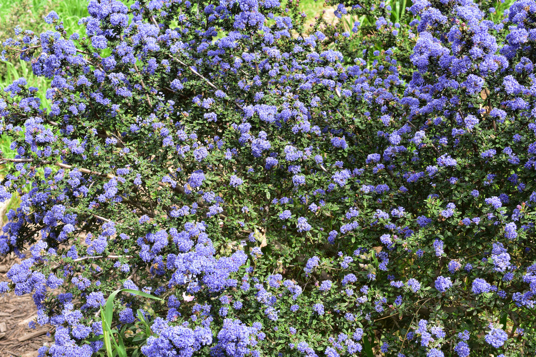 Ceanothus Joyce Coulter California Lilac