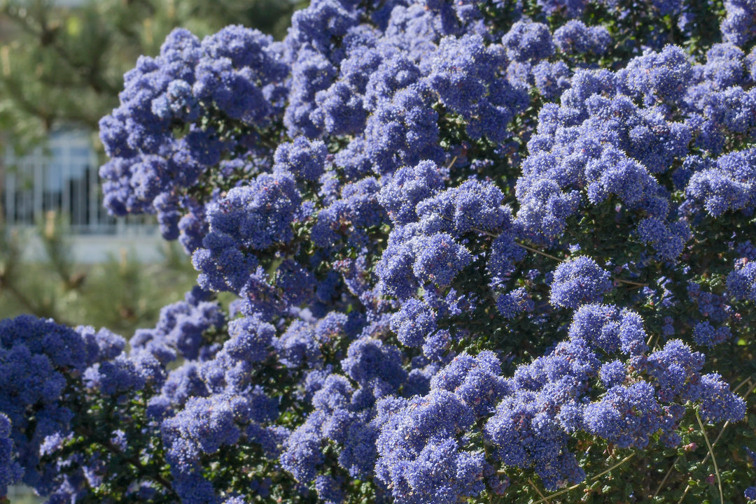 Ceanothus Joyce Coulter California Lilac