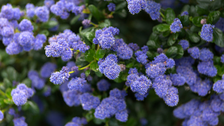 Ceanothus Joyce Coulter California Lilac