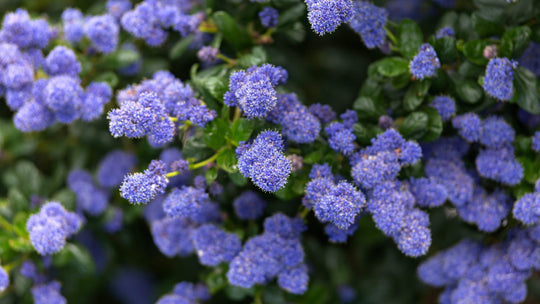 Ceanothus Joyce Colture California Lilac Plant