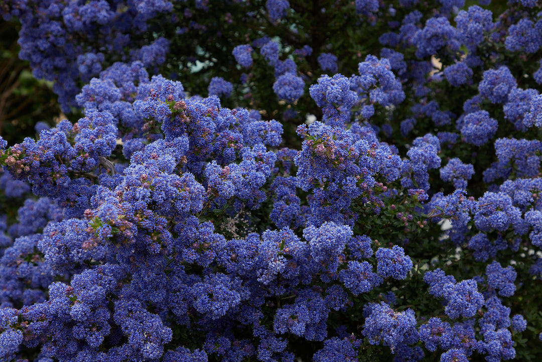 Ceanothus Joyce Coulter California Lilac