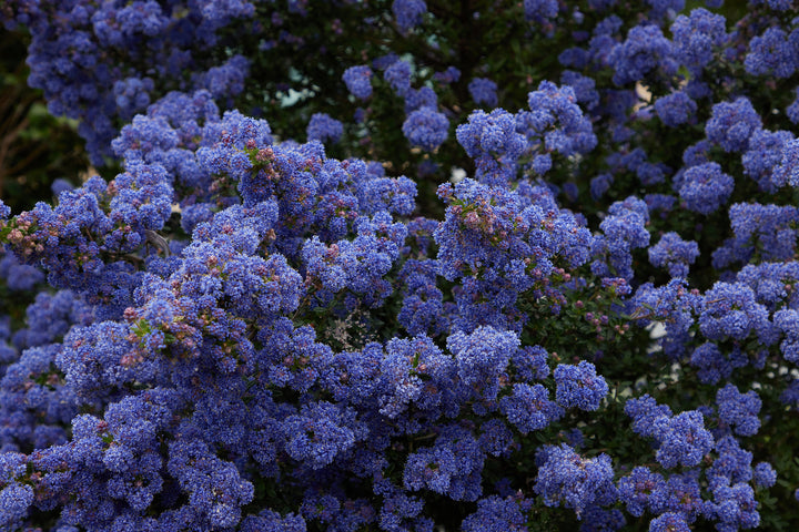 Ceanothus Joyce Coulter California Lilac