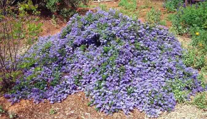 Ceanothus 'Joyce Coulter' California Lilac 'Joyce Coulter'  - 5 Gallon