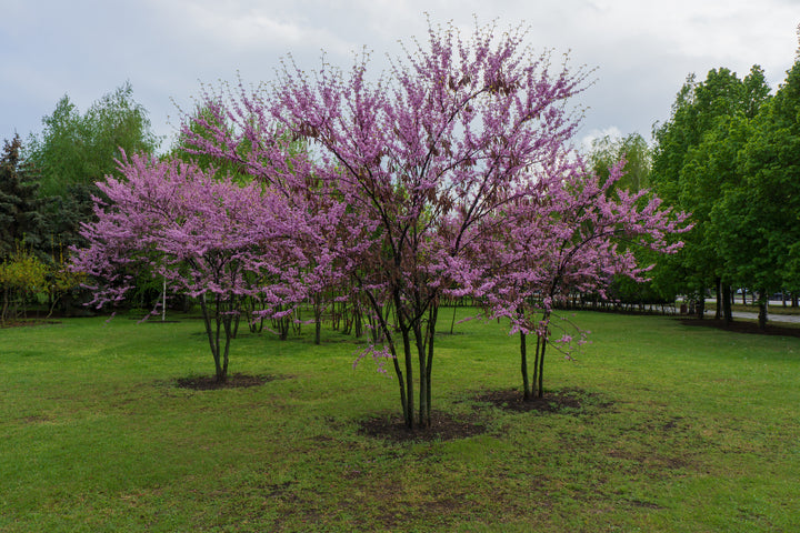 Western Redbud Tree