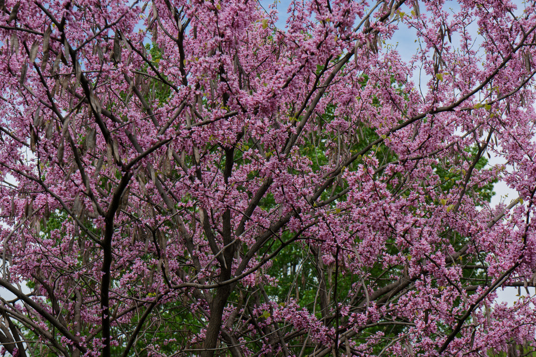 Western Redbud Tree