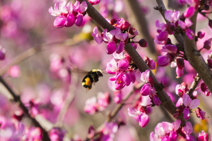 Western Redbud Tree
