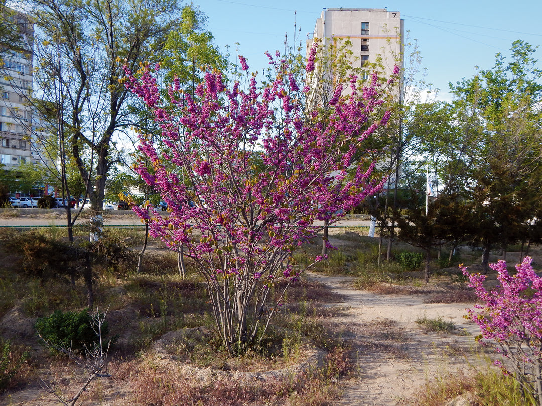 Western Redbud Tree
