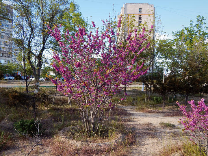Western Redbud Tree