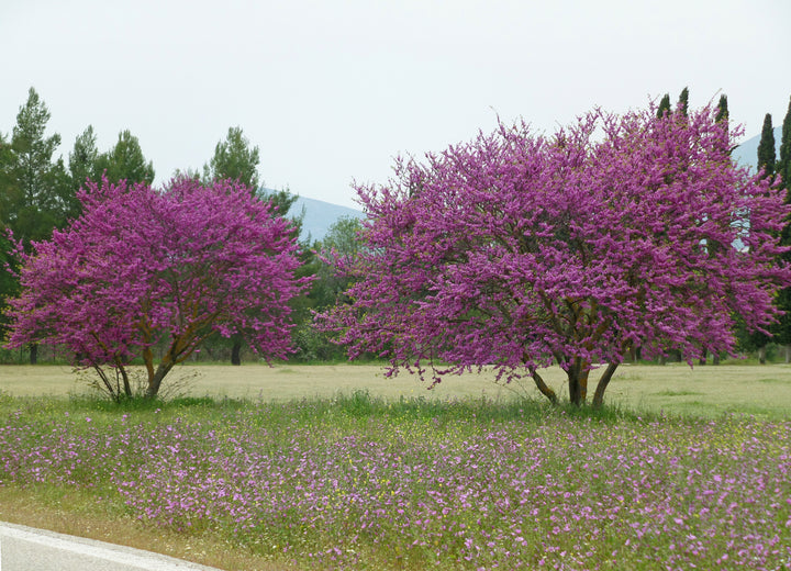 Western Redbud Tree