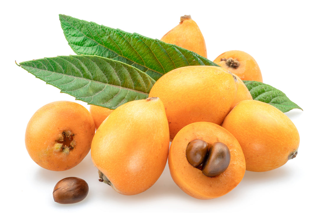 Champagne Loquat Tree - 15 Gallon