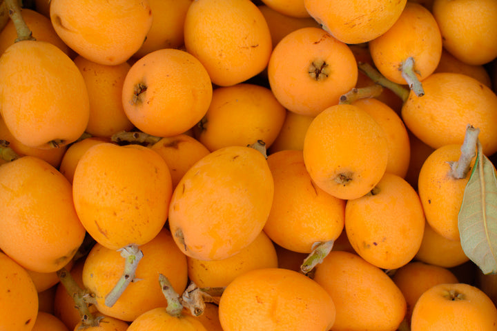 Champagne Loquat Tree - 15 Gallon