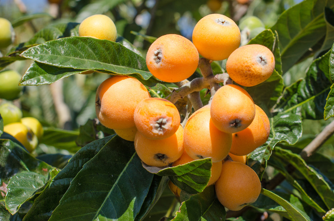 Champagne Loquat Tree - 15 Gallon