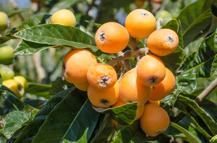Champagne Loquat Tree - 15 Gallon