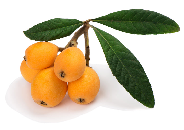 Champagne Loquat Tree - 15 Gallon