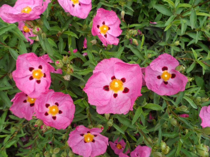 Cistus x purpureus - Orchid Rockrose - 5 Gallon