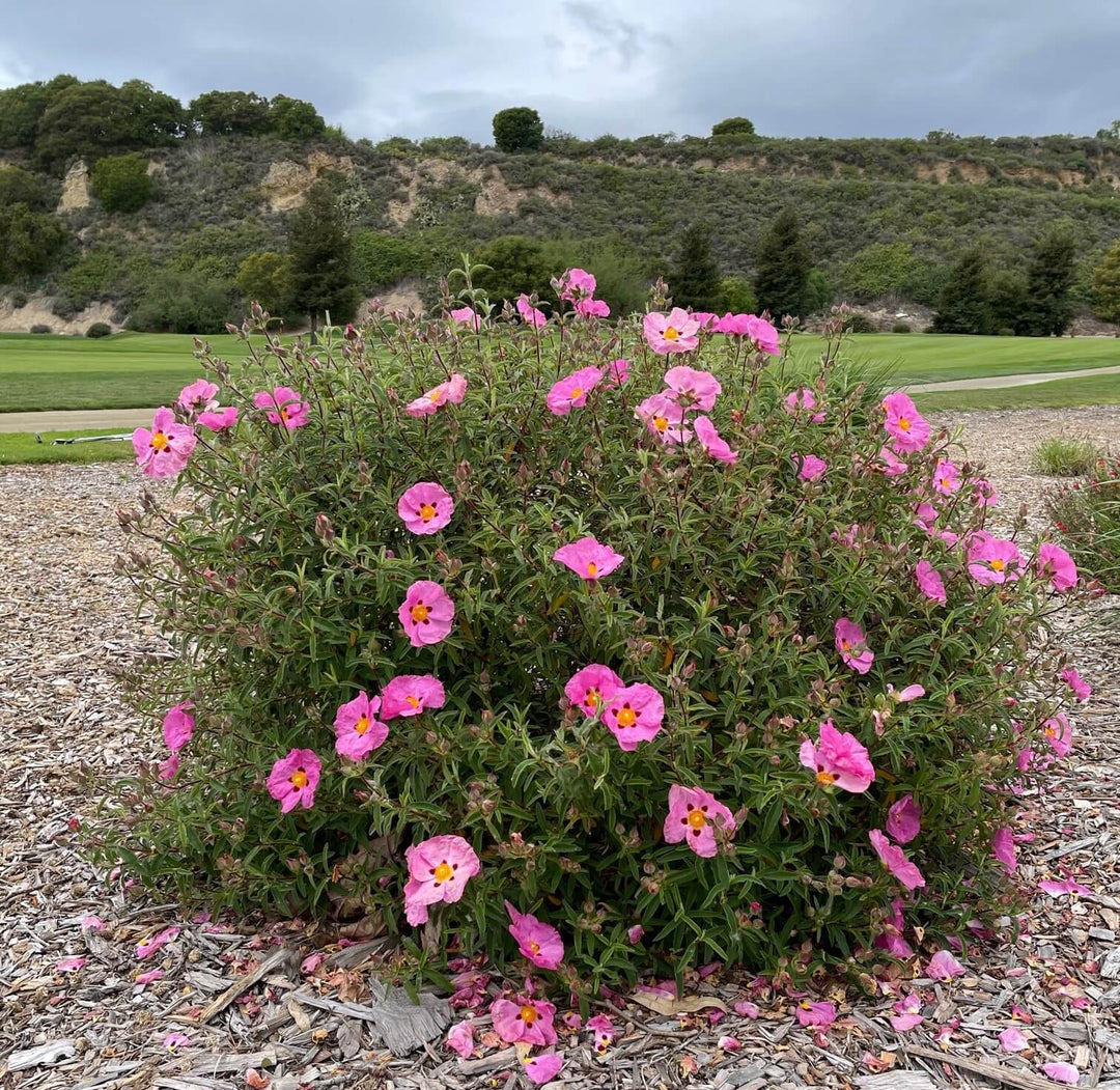 Cistus x purpureus - Orchid Rockrose - 5 Gallon