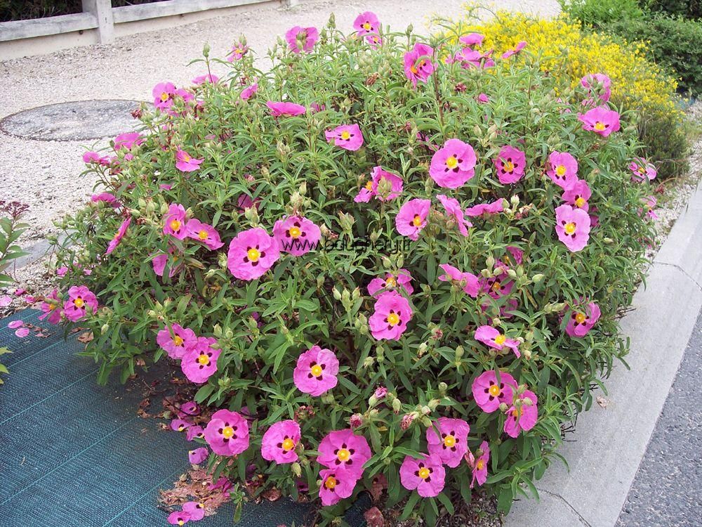 Cistus x purpureus - Orchid Rockrose - 5 Gallon