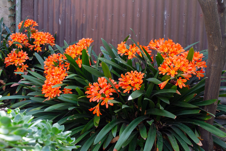Clivia miniata Orange