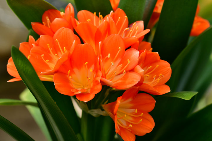 Clivia miniata Orange