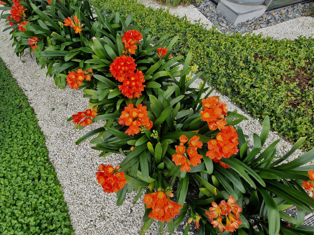 clivia plant fertilizer Clivia miniata 'Belgian Hybrid' Kaffir Lily - 5 Gallon