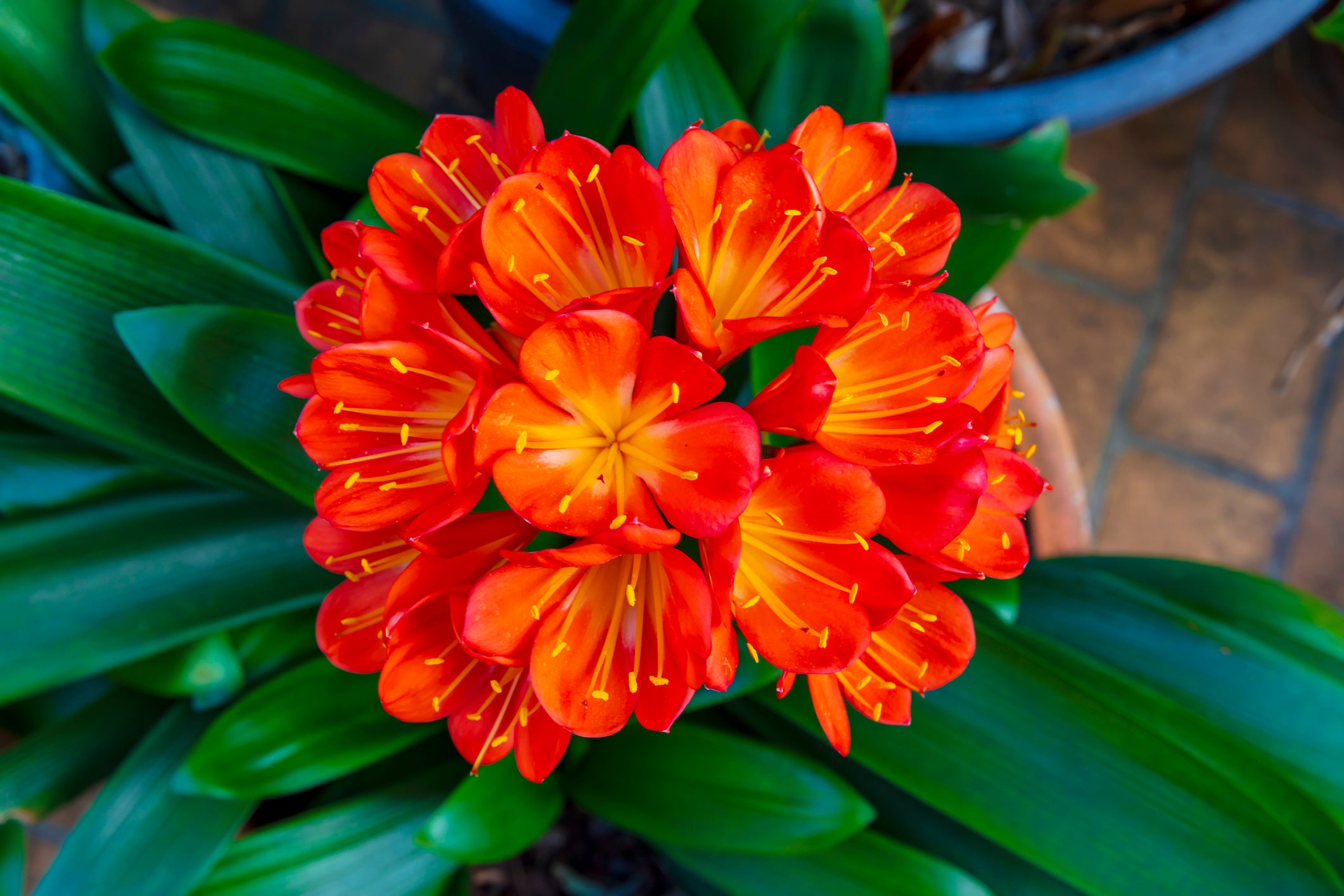 Clivia miniata 'Belgian Hybrid' Kaffir Lily - 5 Gallon