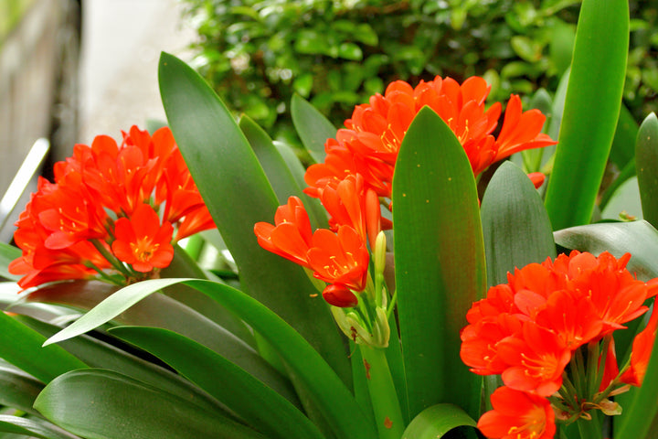 Clivia miniata Orange