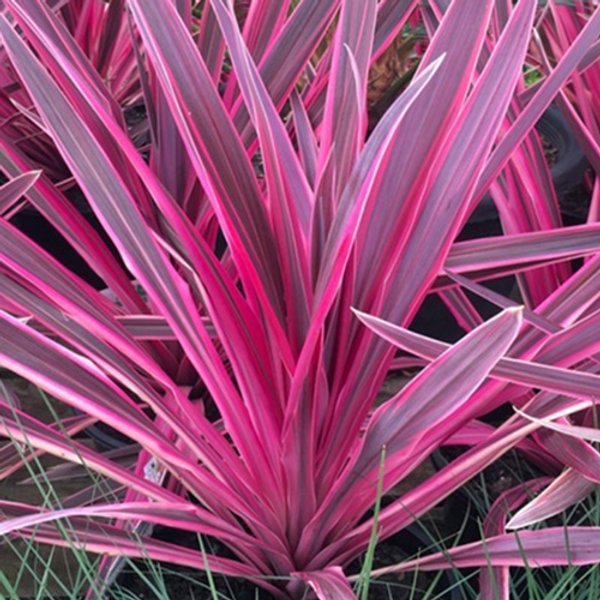 Cordyline 'Electric Pink' - 15 Gallon