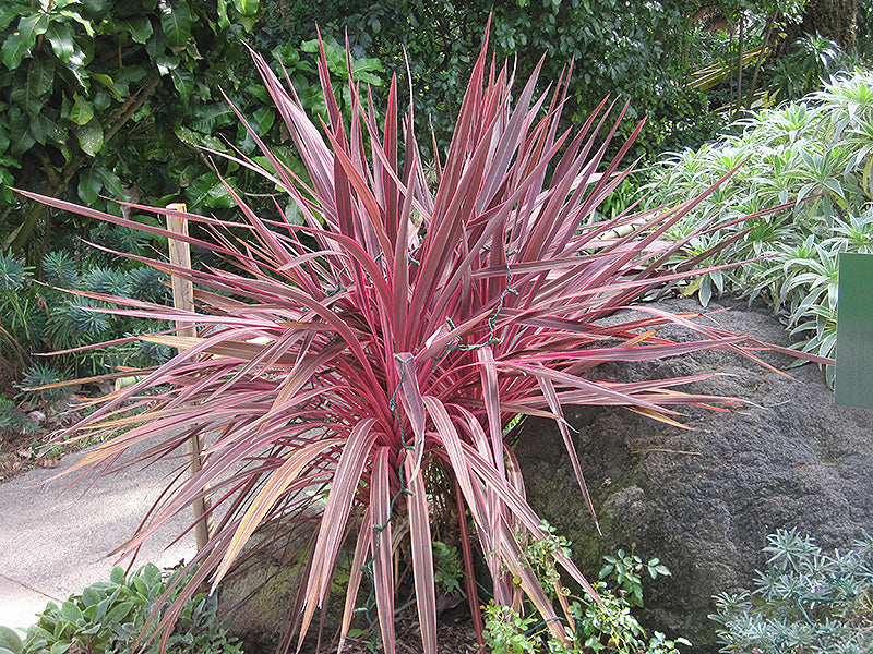 electric pink dracaena Cordyline Electric Pink