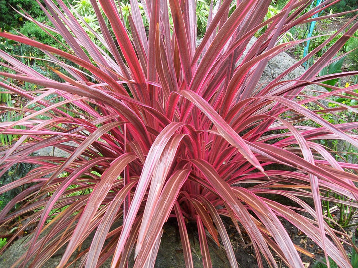 Cordyline 'Electric Pink' - 15 Gallon