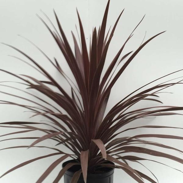 Cordyline Red Star - 5 Gallon - PlantClearance.com – Plant Cordyline Red Star - 5 Gallon - PlantClearance.com – Plant
